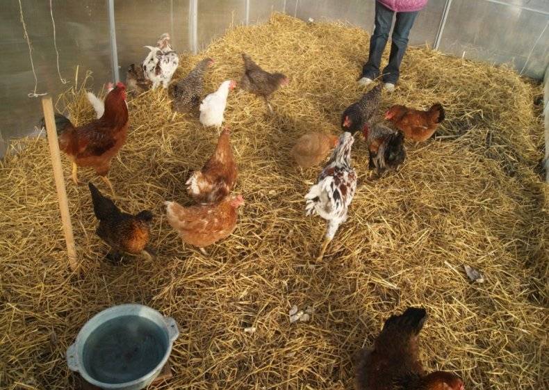 Чем засыпать пол в птичнике? подстилки для курятника: с бактериями и из других материалов