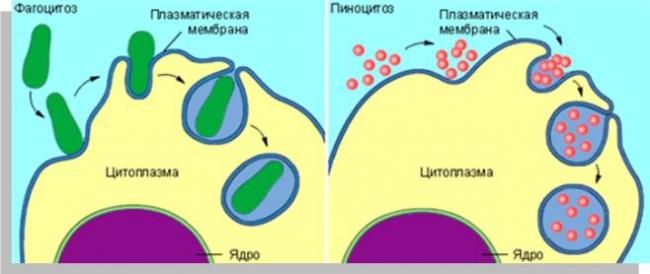 Биология. 10 класс