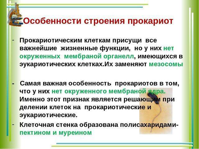 Чем и как отличаются бактерии от простейших