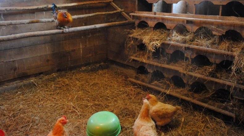 Подстилка для курятника с бактериями — живые биобактерии для птиц