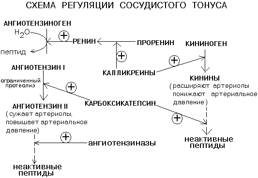 Влияние сывороточного белка на кровяное давление - здоровье - 2020