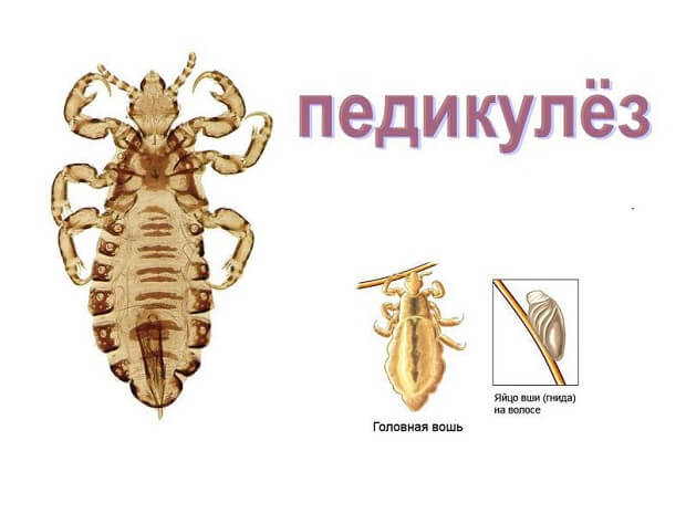 Бензилбензоат мазь – инструкция по применению