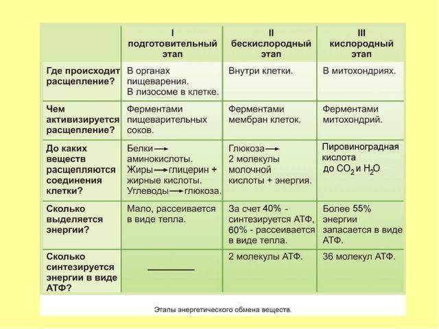 Царство бактерии — общая характеристика