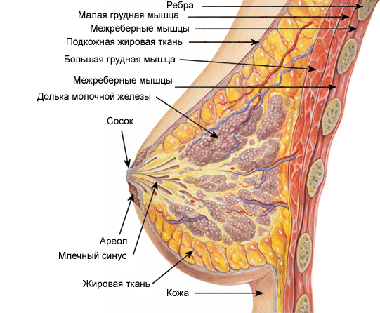Диета для груди