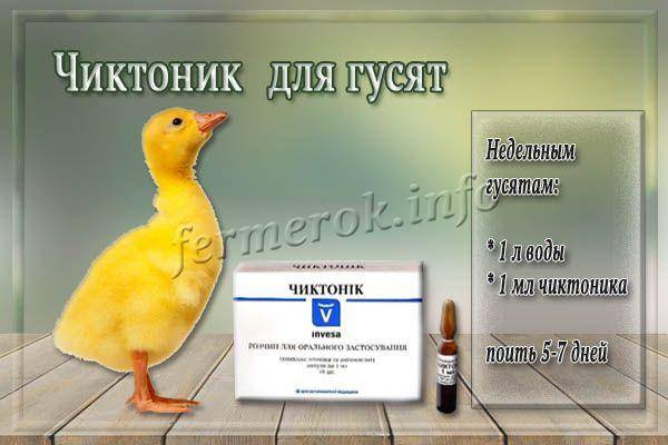 Препарат Чиктоник