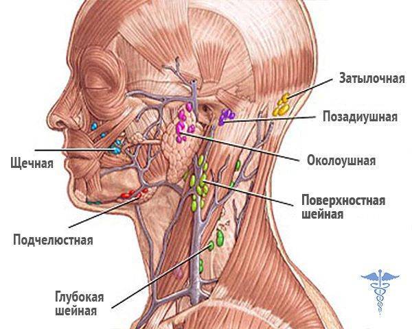 Болит лимфоузел перед ухом