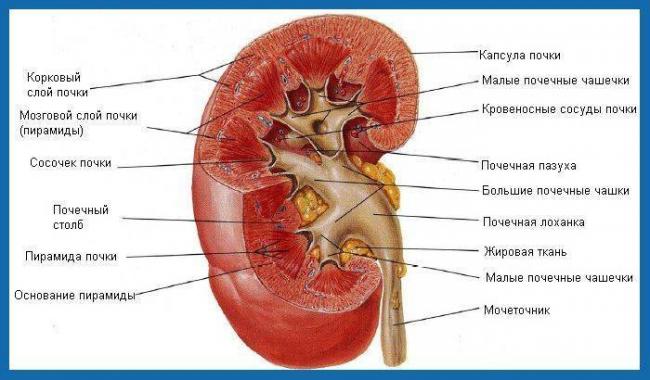 Как отличить грипп от орви, от простуды? орви и орз отличия
