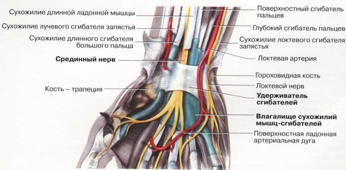 Лечение нейропатии малоберцового нерва народными средствами: лфк при поражении болезнью