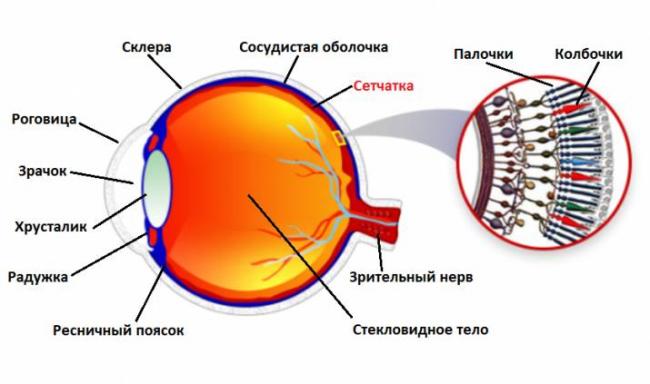 Что такое амавроз глаза: симптомы и лечение