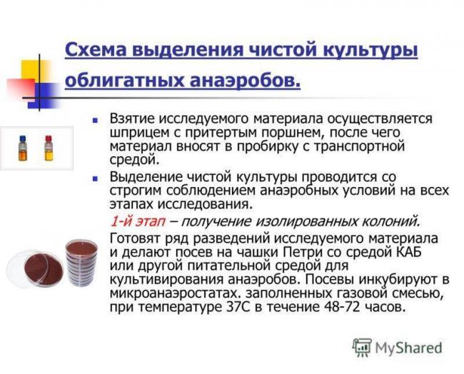 Особенности и принципы выделения чистых культур бактерий
