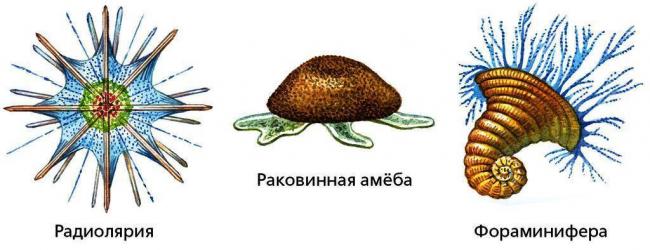 Амеба — что такое в биологии, строение и жизненный цикл