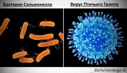 Живущая по соседству кишечная палочка – безобидная бактерия или вредный вирус?