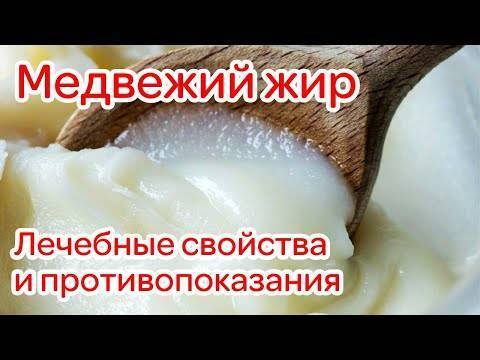 Медвежий жир, лечебные свойства