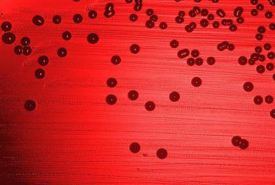 Читать книгу общая и частная гистология р. п. самусева : онлайн чтение - страница 5