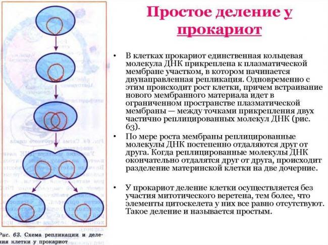 Основные виды деления бактерий и факторы ограничения роста популяции
