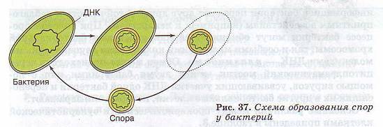 Царство бактерии общая характеристика, кто открыл бактерии, названия и примеры бактерий, чем питаются, как размножаются, запасное вещество бактерий, признаки симбиотических бактерий