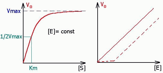 Для чего нужны ферменты бактериям, их польза и вред для человека