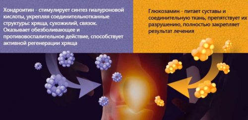 Для чего нужен и как пить glucosamine chondroitin msm от компании ультимейт