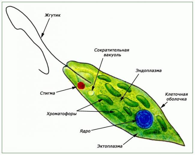 Эвглена зеленая (euglena): строение и среда обитания, образ жизни и способ размножения