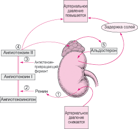 Кровяное давление - blood pressure - qwe.wiki