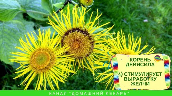Девясил от кашля: эффективность и способы применения