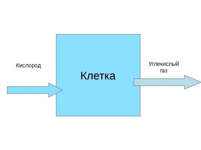 Первые и современные фотосинтезирующие организмы