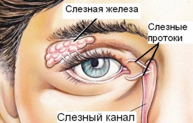 Хронический дакриоаденит: симптомы, лечение, профилактика — онлайн-диагностика