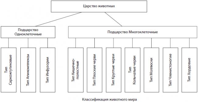 Эвглена зеленая: места обитания, особенности строения и размножения