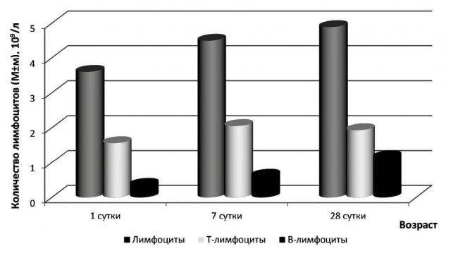 Кишечная палочка, бифидобактерии, лактобактерии — основа микрофлоры кишечника