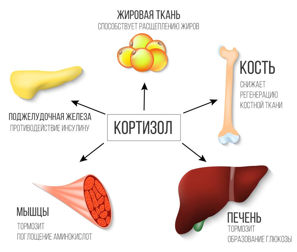 Жировой обмен