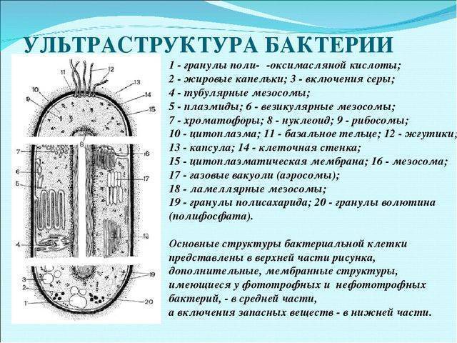 Как соотносится строение бактериальной клетки и ее функции