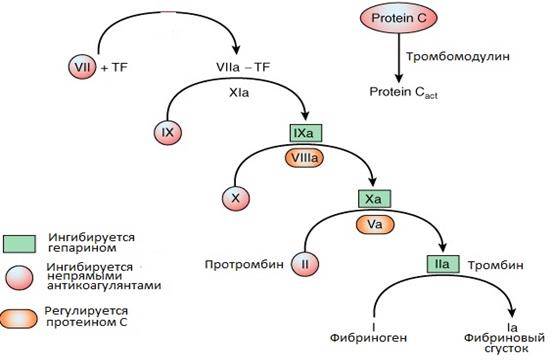 Форменные элементы кровии и их нормы