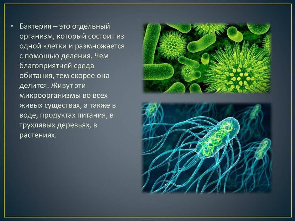Бактерия – клетка без ядра