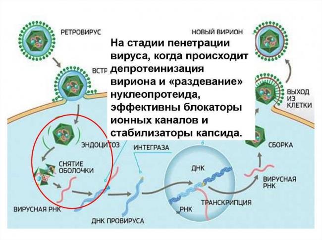 Медленные вирусные инфекции центральной нервной системы: симптомы и лечение