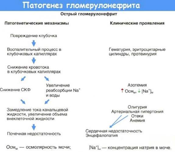 Леспенефрил: инструкция по применению