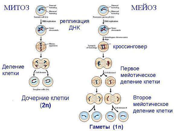Рост и размножение бактерий