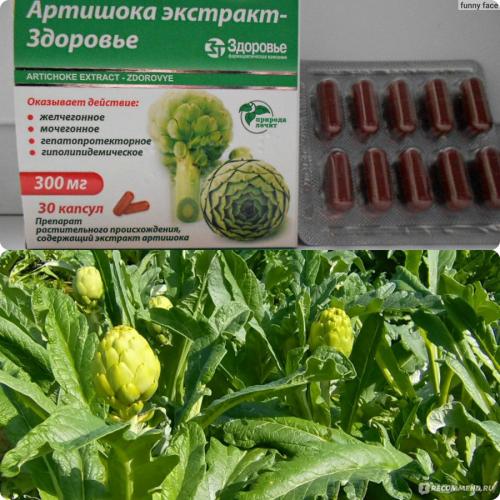 Артишок: инструкция по применению экстракта, отзывы