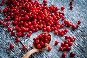 Клюква при лечении кашля: рецепты, приготовление