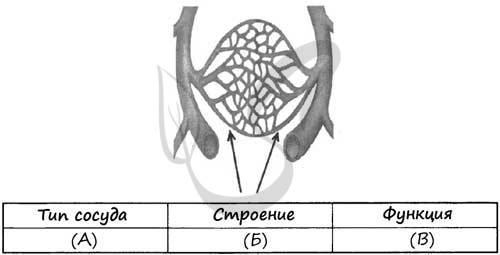 Вена - vein - qwe.wiki