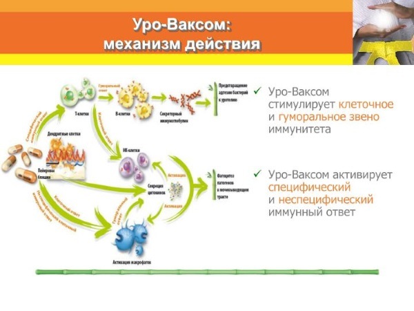Аналоги капсул уро-ваксом