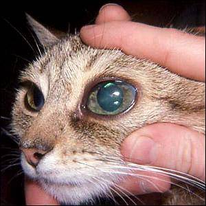 Котенок глаукома