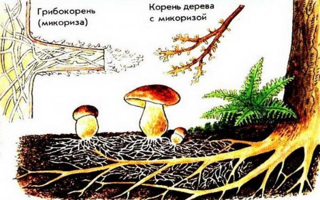 Уникальный подарок для земледельцев и феномен для ученых – азотфиксирующие клубеньковые бактерии
