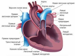Вирусные заболевания – перечень распространенных недугов и самые опасные вирусы