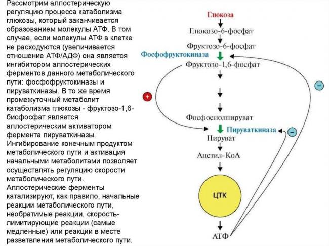 Для чего нужны ферменты бактериям, их польза и вред для человека