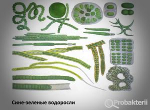 Тема: эвглена зелёная как простейшее, совмещающее признаки животных и растений. колониальные жгутиковые