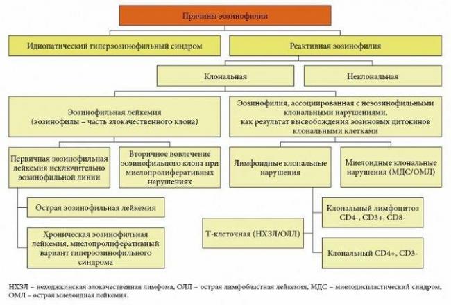 Немного о повышенных эозинофилах