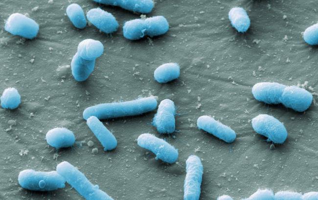 Escherichia coli (кишечная палочка)