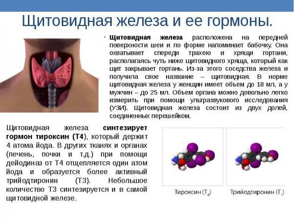 Жировой обмен. регуляция жирового обмена. влияние гормонов на аппетит и
усвоение питательных веществ