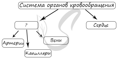 Функции кровеносных сосудов – артерии, капилляры, вены