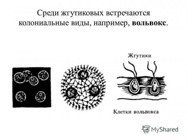 Водоросли сине зеленые — необходимо бороться сразу!
